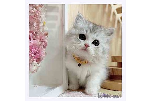 成約済の長野県のミヌエット-67940の1枚目